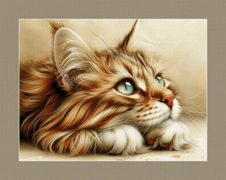 Красивое кот