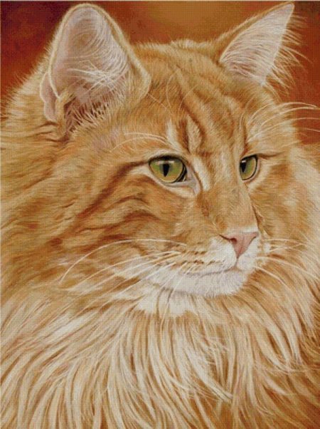 Рыжий полосатый мейн кун