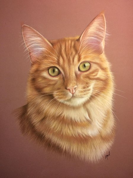 Кошка рыжая