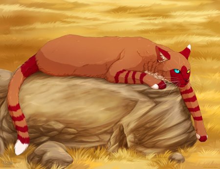 Коты воители виалир