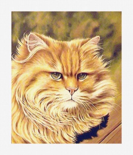 Рыжие коты рисунки