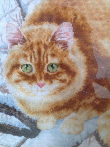 Золотое руно рыжий кот