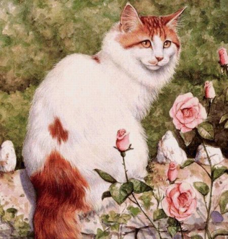 Коты дебби кук