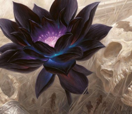 Черный лотус