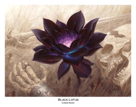 Лотос черный