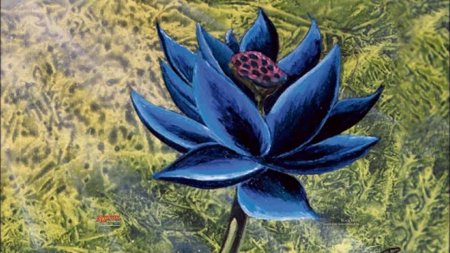 Синий лотос