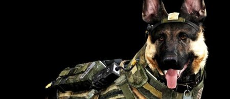 Собака райли из call of duty ghost