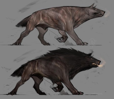 Варги хоббит