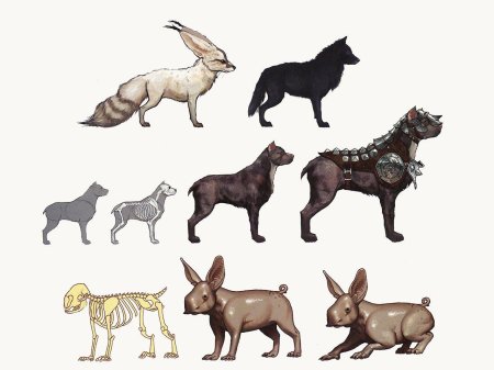 Животные референсы