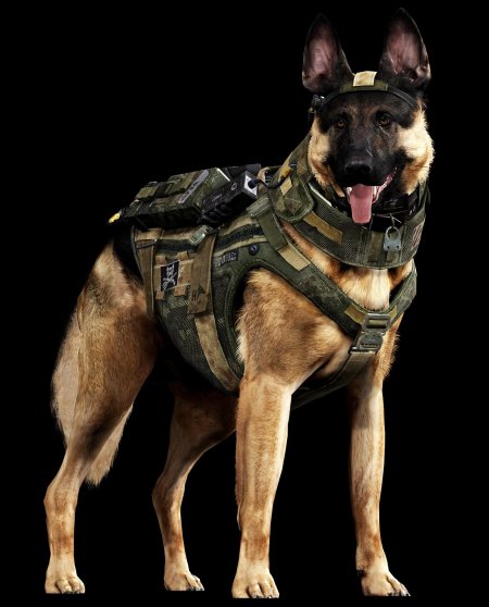 Райли собака call of duty