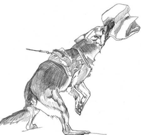 Раскраска немецкая овчарка