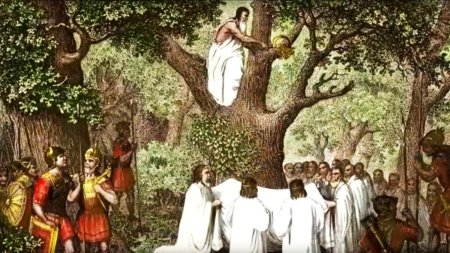 Друиды кельты дуб