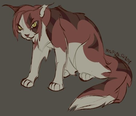 Кленовница коты воители