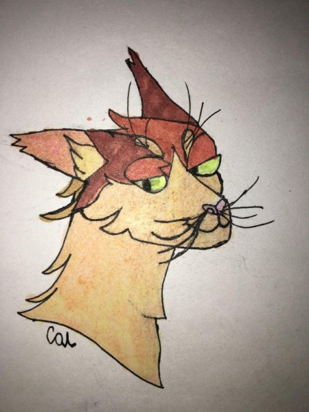 Коты воители для срисовки