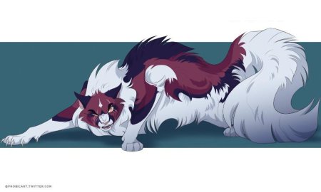 Segamastergirl коты воители