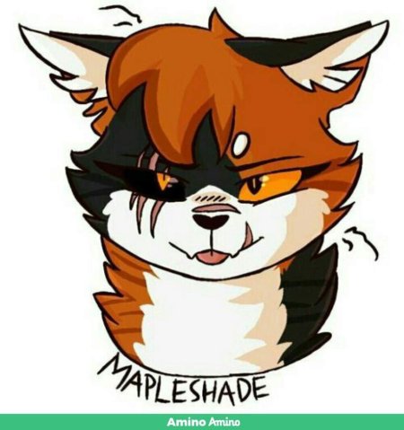 Кленовница sagutoyas