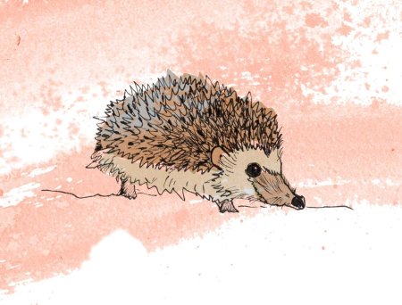 Ëжик рисунок