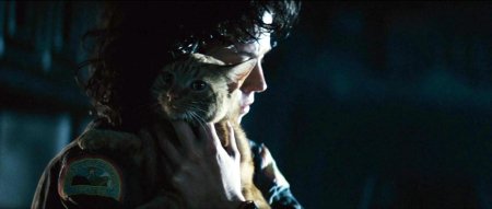 Сигурни уивер с котом чужой