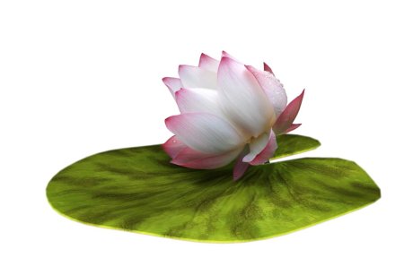 Кувшинка белоснежная на белом фоне