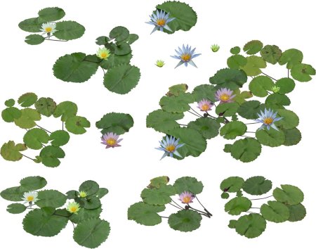 Кувшинка лист