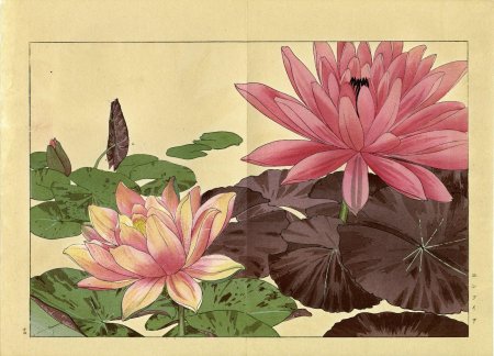 Лотос кувшинка