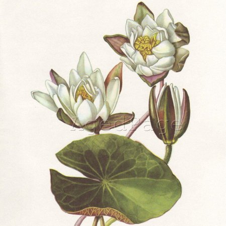 Кувшинка ботанический атлас