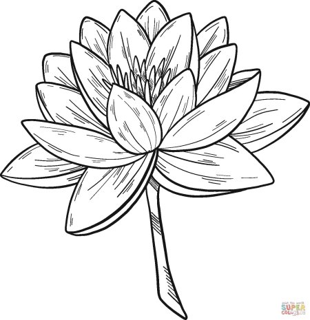 Кувшинка раскраска для детей