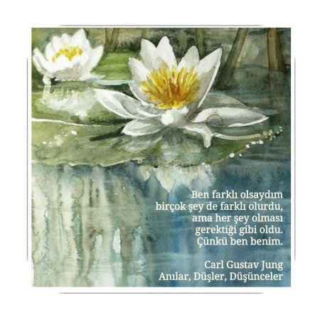 Кувшинка белая водяная лилия