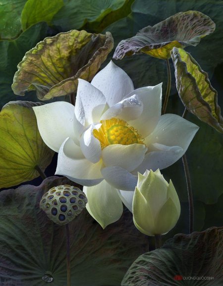 Белый лотос nymphaea lotus