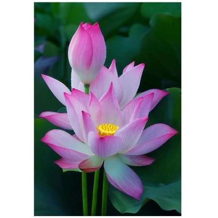 Девятилистный лотос