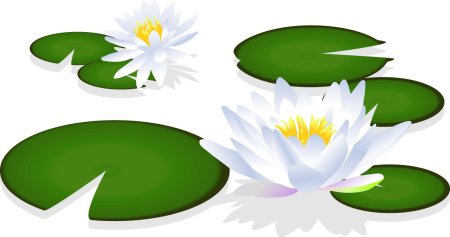 Кувшинка для детей