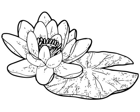 Кувшинка белая водяная лилия рисунок