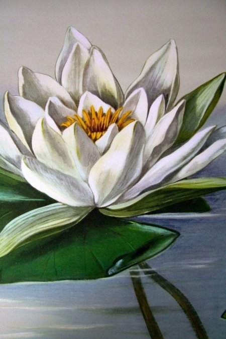 Кувшинка лотос