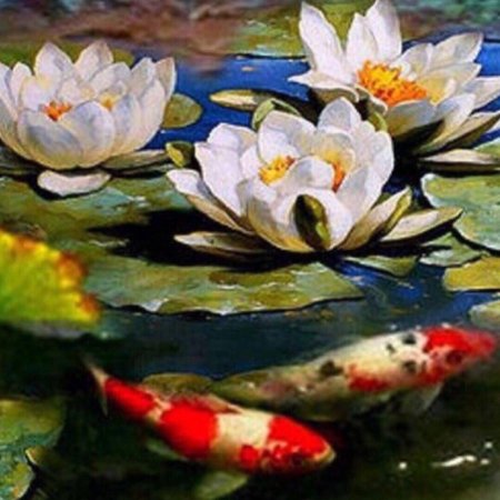 Карпы кои лотосы нимфеи