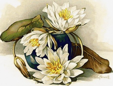 Кувшинка лилия лотос