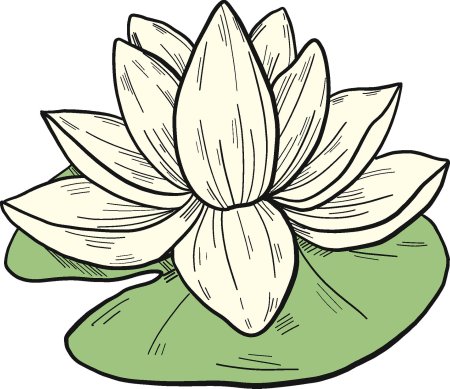 Кувшинка белая рисунок