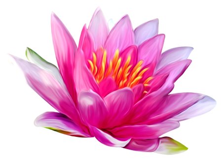 Лотос нелюмбо цветок