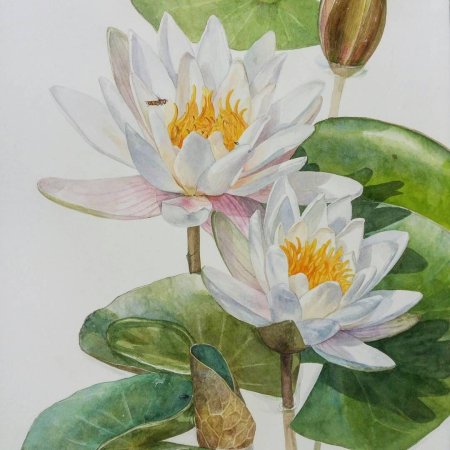 Кувшинка белая водяная лилия