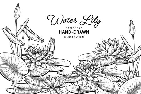 Кувшинка скетч