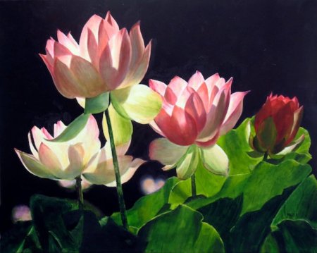 Wu furong лотос живопись