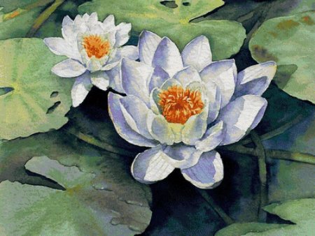 Кувшинка лотоса акварелью