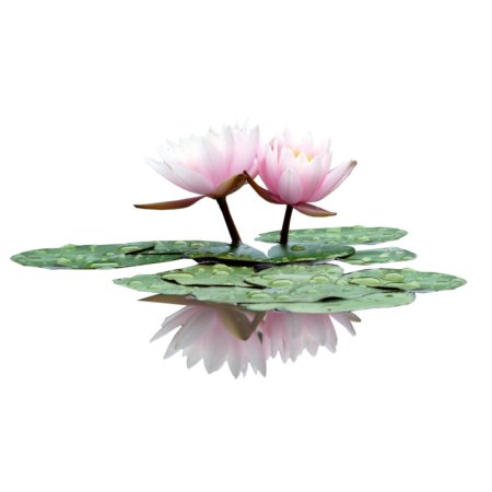 Кувшинка без фона