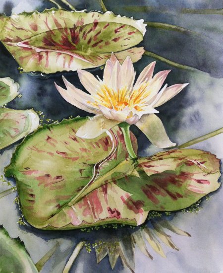 Алессандро форнеро художник кувшинки