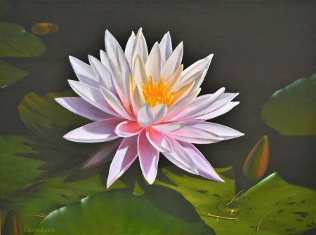 Розовая кувшинка