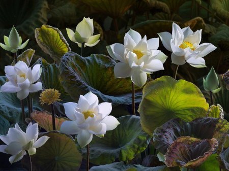 Белый лотос nymphaea lotus