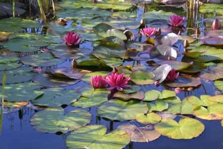 Нимфея голландия