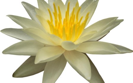 Белая кувшинка