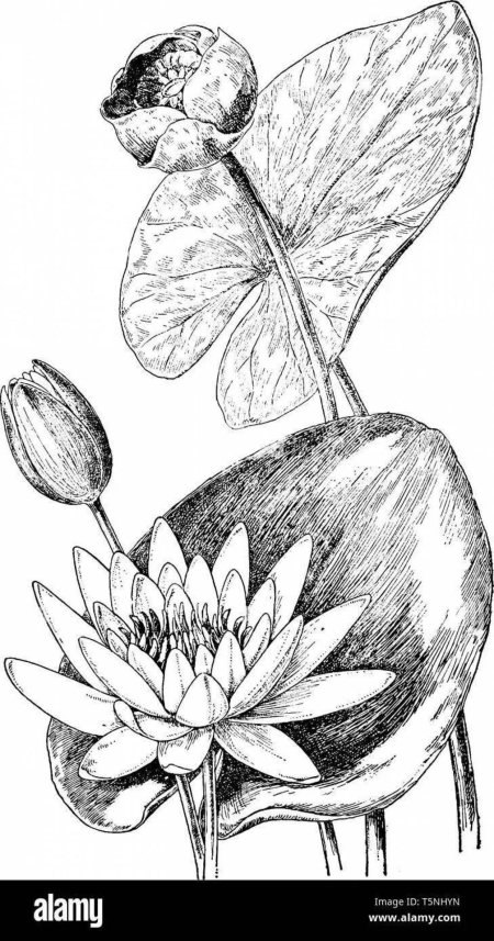 Цветок лотоса рисунок