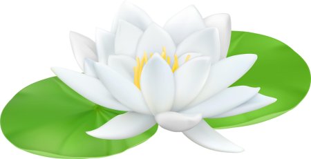 Кувшинка на прозрачном фоне