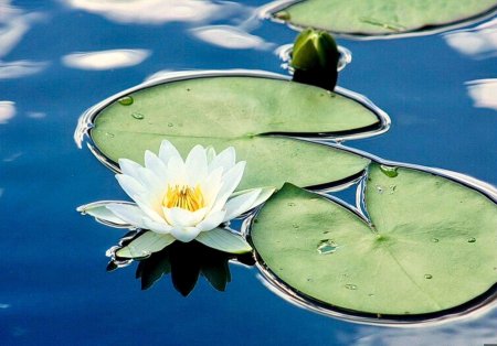 Водяная лилия/nymphaea